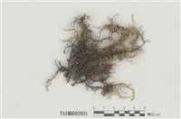 藏品(松蘿苔屬)的圖片